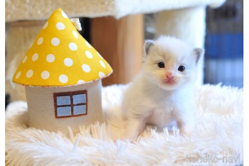 販売中の埼玉県のラグドール-117457の2枚目